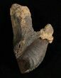 Huge, Unworn Triceratops Tooth - #5711-1